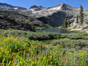 View of some wildflowers and a small lake between Island Lake and Twin Lakes.