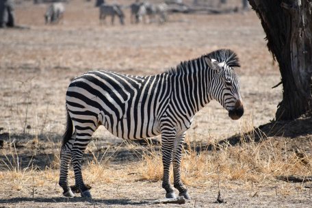 Crayshaw's Zebra in South Luangwa National Park, Zambia