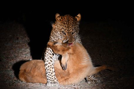 Leopard with a Puku kill in South Luangwa National Park