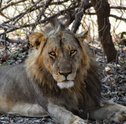 Large male lion from the Nsefu Pride in South Luangwa National PArk