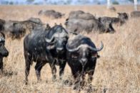 African buffalo in the Salt Pans region of South Luangwa National Park