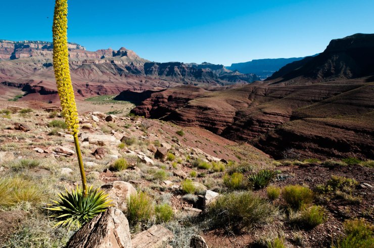 A yucca in bloom on the Escalante Route in Grand Canyon National Park, Arizona