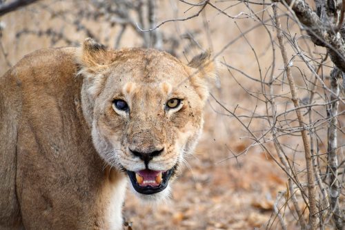 Lioness in the Timbavati Game Reserve in the Greater Kruger National Park