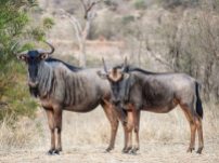 Wildebeest in the Timbavati Game Reserve in the Greater Kruger National Park