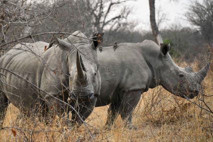 Rhinos in the Klaserie Nature Reserve in the Greater Kruger National Park