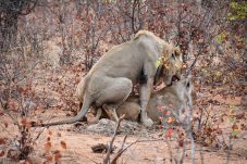 Mating pair of lions in the Klaserie Nature Reserve in the Greater Kruger National Park