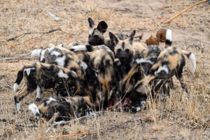 Pack of wild dogs eating an impala in the Klaserie Nature Reserve in the Greater Kruger National Park