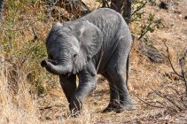 Young elephant in the Klaserie Nature Reserve in the Greater Kruger National Park