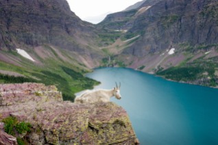 A mountain goat taking in the view of Lake Ellen Wilson as seen from the Gunsight Pass Trail (credit: John Strother)